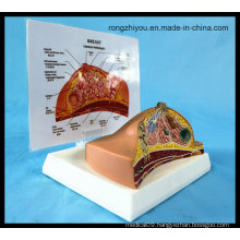 Desk Type Model Breast Anatomical Model / Pathological